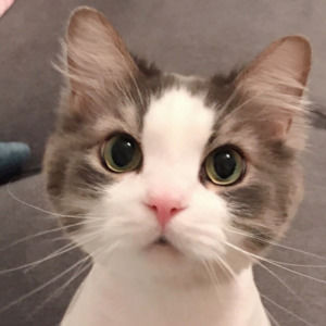 Meet your Posher, Lily